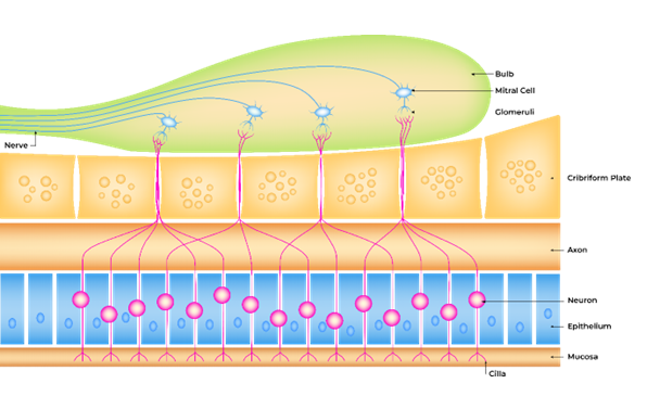 Freyr Regulatory Affairs Freyr Regulatory-Affairs