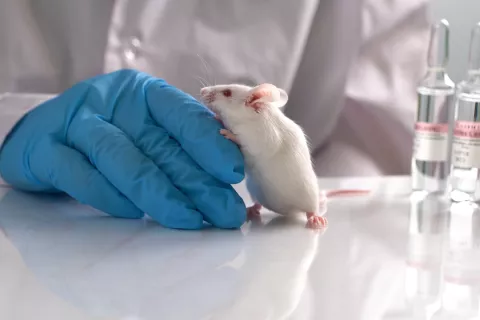 Alternatives to Animal Testing ECHA Releases Latest Report