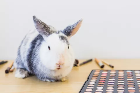 Animal-Derived Ingredients in Cosmetics: Regulatory Requirements